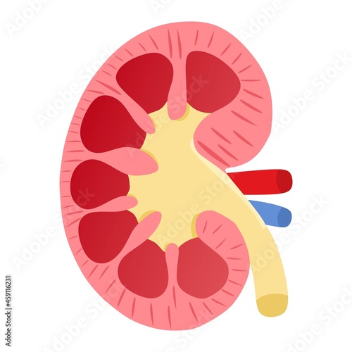 Vector illustration of a kidney with its internal structure, suitable for advertising health and education products