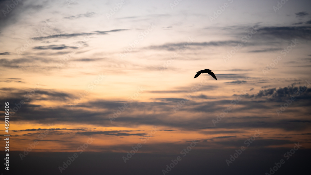 Bird with open wings on the sunset background. Seagull silhouette on dramatic sky Bird with open wings on the sunset background. Seagull silhouette on dramatic sky