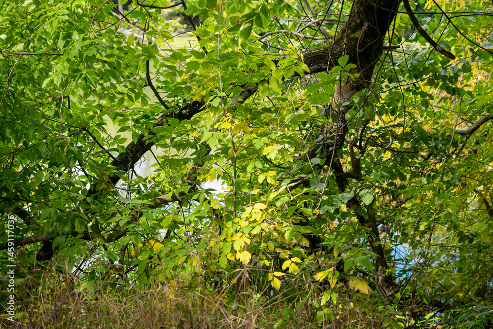 Fototapeta premium Tree over water in early autumn.