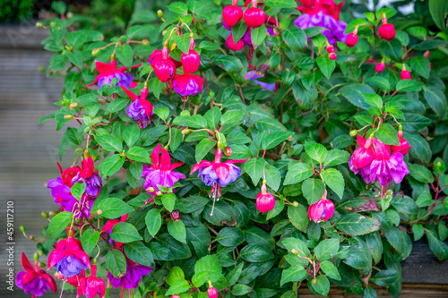 Beautiful blooming pink and purple fuchsia flowers in the garden.