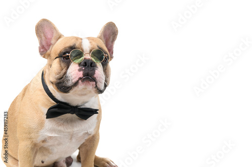 cute french bulldog wear glasses with black bow tie and look at camera isolated © kwanchaichaiudom