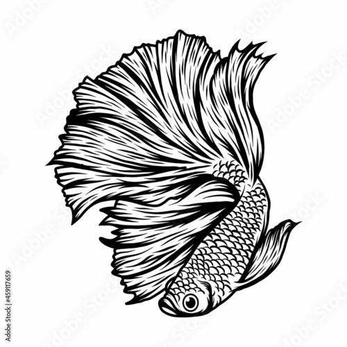 betta fish vector illustration