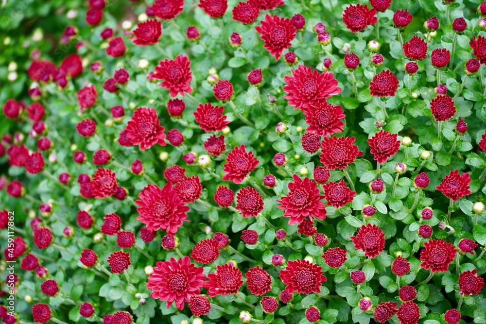 赤い花のクローズアップ写真