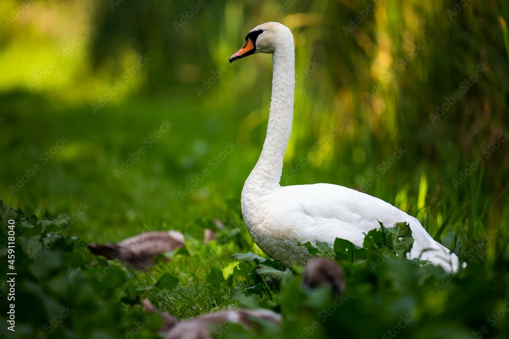 Adult swan guarding the cubs on the edge of the pond. Photo taken in good lighting conditions on a sunny day Adult swan guarding the cubs on the edge of the pond. Photo taken in good lighting conditions on a sunny day