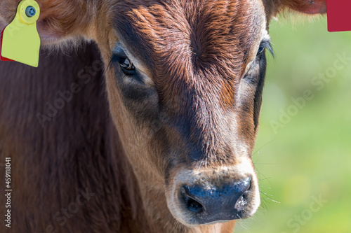 Portrait of a young red cow