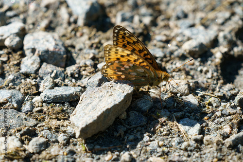 Butterfly Speyeria aglaja on the rock.