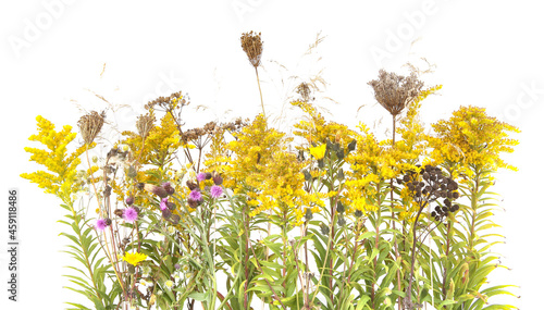 Autumn meadow flowers Solidago canadensis and dry wild grass  isolated on white background. Border of meadow yellow flowers wildflowers and plants in autumn time. photo