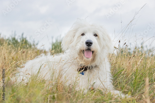 lovely dog in the wild