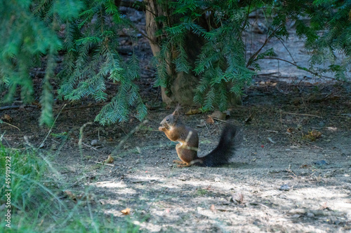 Eichhörnchen posiert für die Kamera in unterschiedlichen Positionen