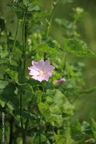 Beautiful of pink wildflowers. High quality photo photo