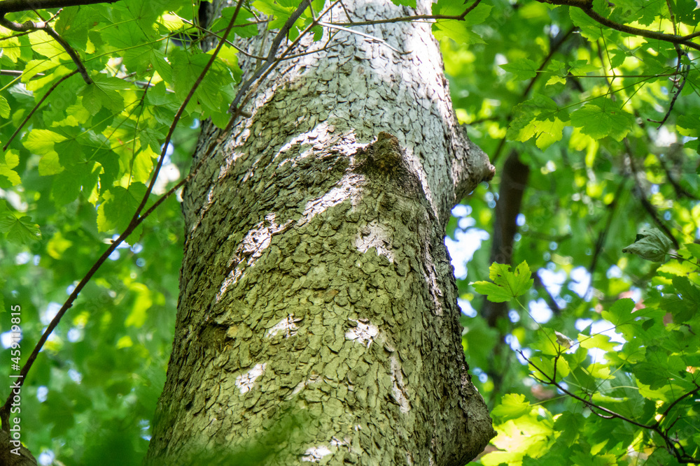 Fototapeta premium Eichhörnchen auf einem Baum