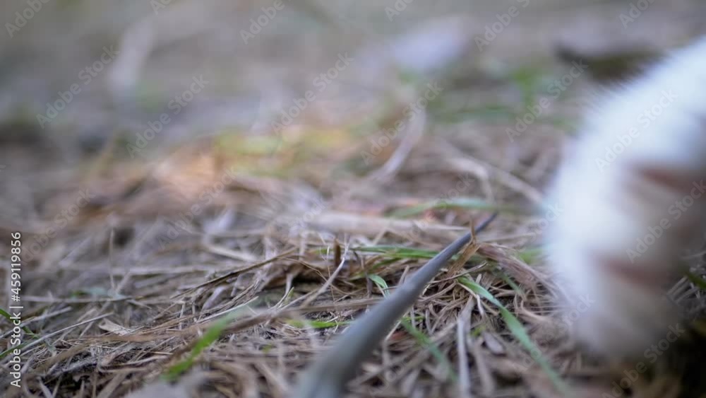 Cat Attacks the Wounded Small Green Lizard in Grass with Clawed Paws. Fight of a homeless hungry cat with a reptile in forest. Fighting for survival with a predator in wild. Close up. Slow motion. Cat Attacks the Wounded Small Green Lizard in Grass with Clawed Paws. Fight of a homeless hungry cat with a reptile in forest. Fighting for survival with a predator in wild. Close up. Slow motion.