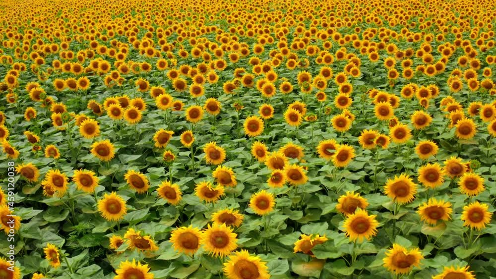 Blooming sunflowers background. Agricultural landscape of yellow flowers in bright summer day. Sunflowers field. Motion back. Blooming sunflowers background. Agricultural landscape of yellow flowers in bright summer day. Sunflowers field. Motion back.
