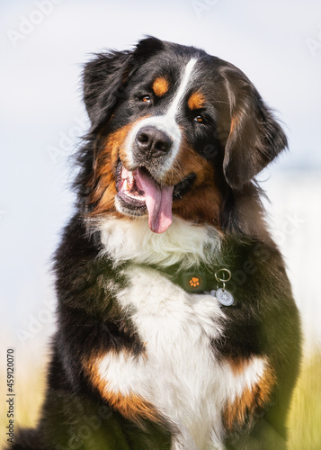 bernese mountain dog