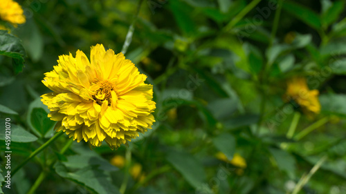 Helianthus sunflower