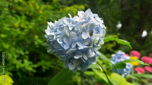 Hydrangea Flower