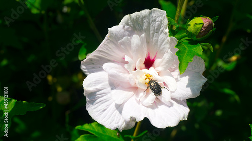 Rose of Sharon Flower with a bee