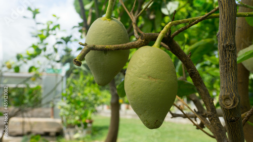 cultivating mango on a tree