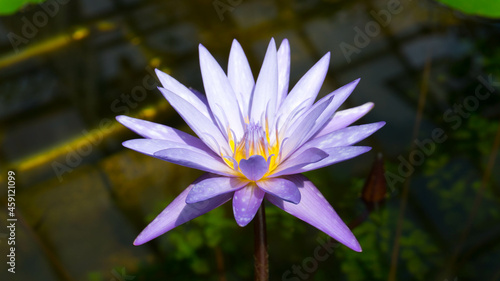 Blue Water Lily/Lotus 
