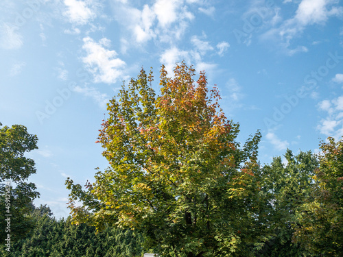 tree in autumn