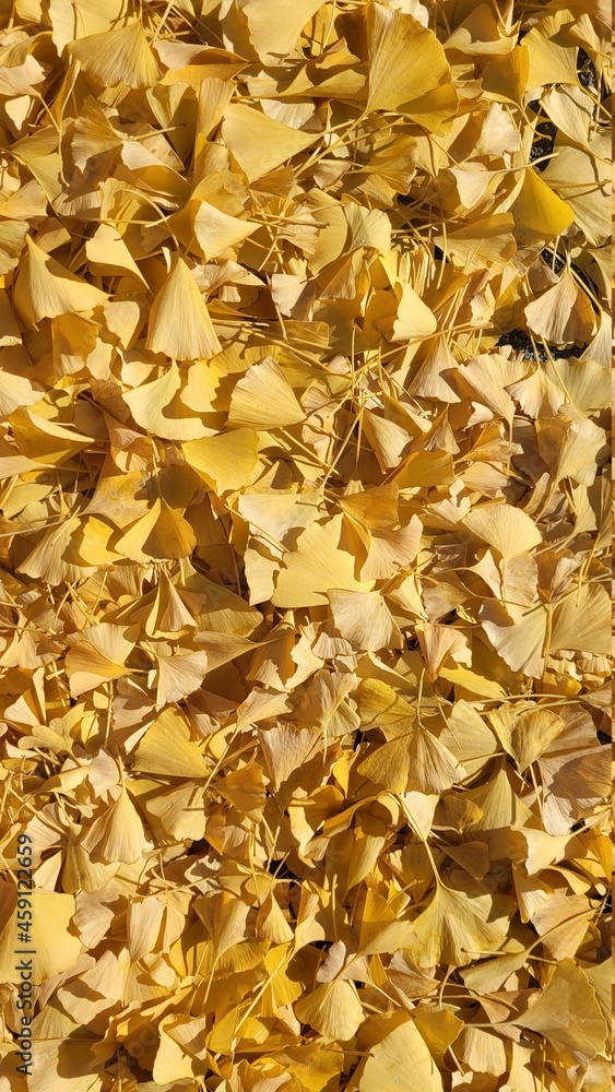 golden autumn leaves golden autumn leaves