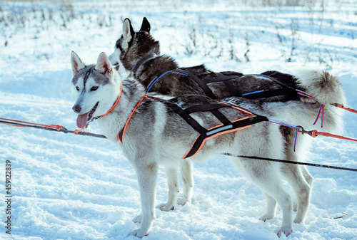 sled dogs in snow