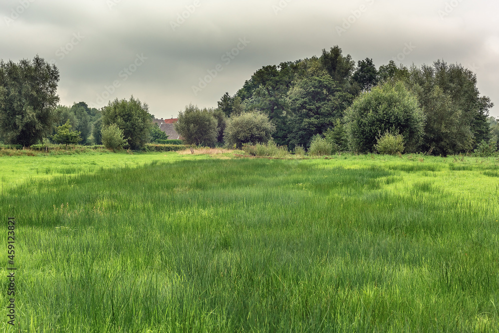Lush grassland with different types of trees in the countryside under a cloudy sky.