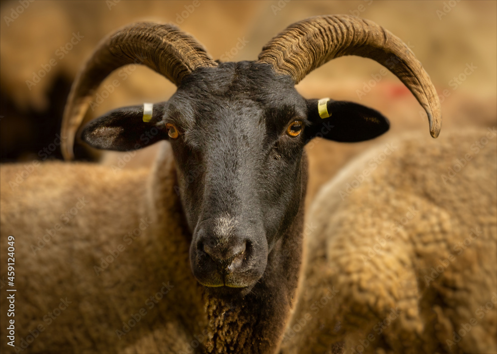 Norfolk Longhorn Sheep