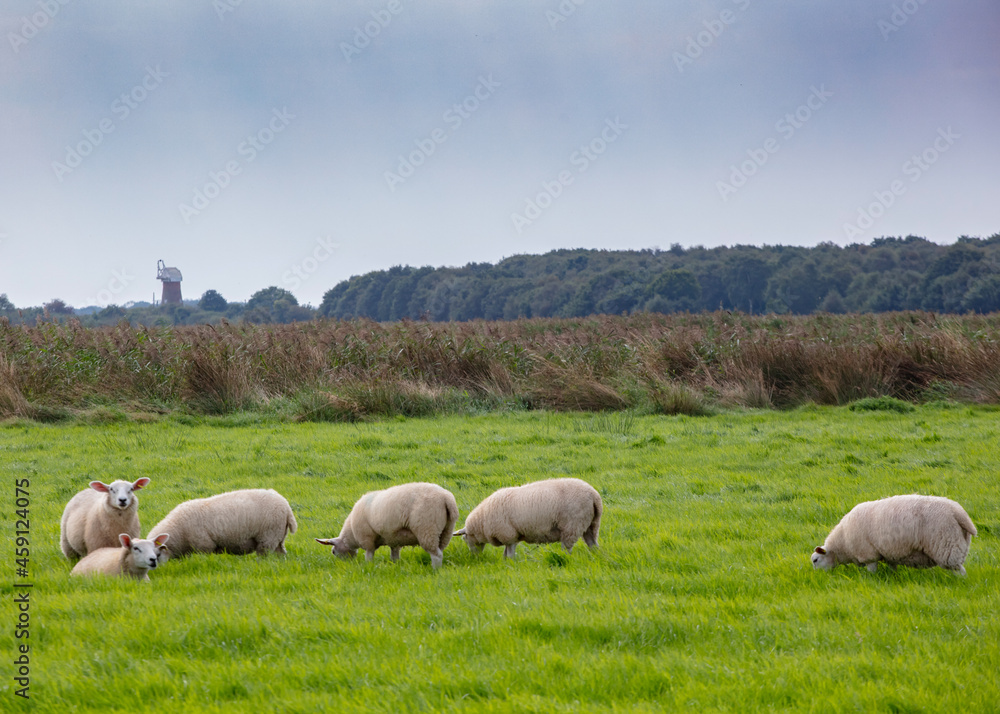 Fototapeta premium Sheep on Pasture