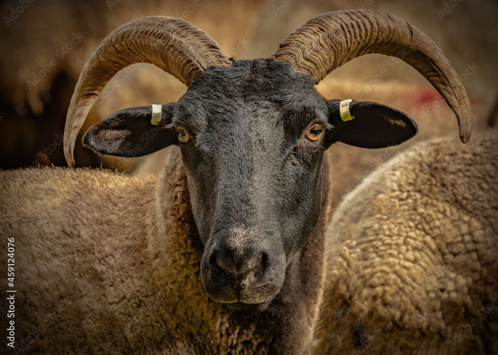 Norfolk Longhorn Sheep