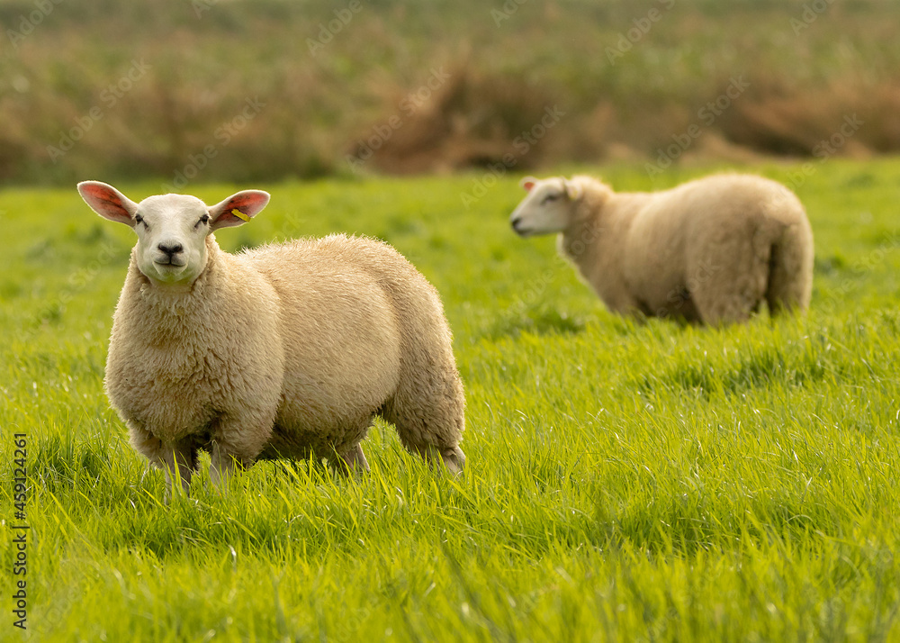 Fototapeta premium Sheep on Pasture