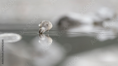 Curlew sandpiper in the water, fine art portrait (Calidris ferruginea) photo