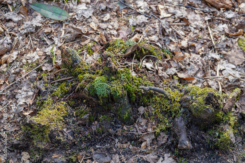 Close up of old moss covered tree stumps Close up of old moss covered tree stumps