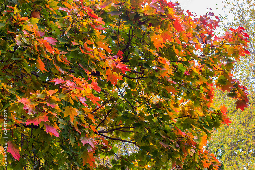 A large maple tree with colorful autumn foliage on the crown. 