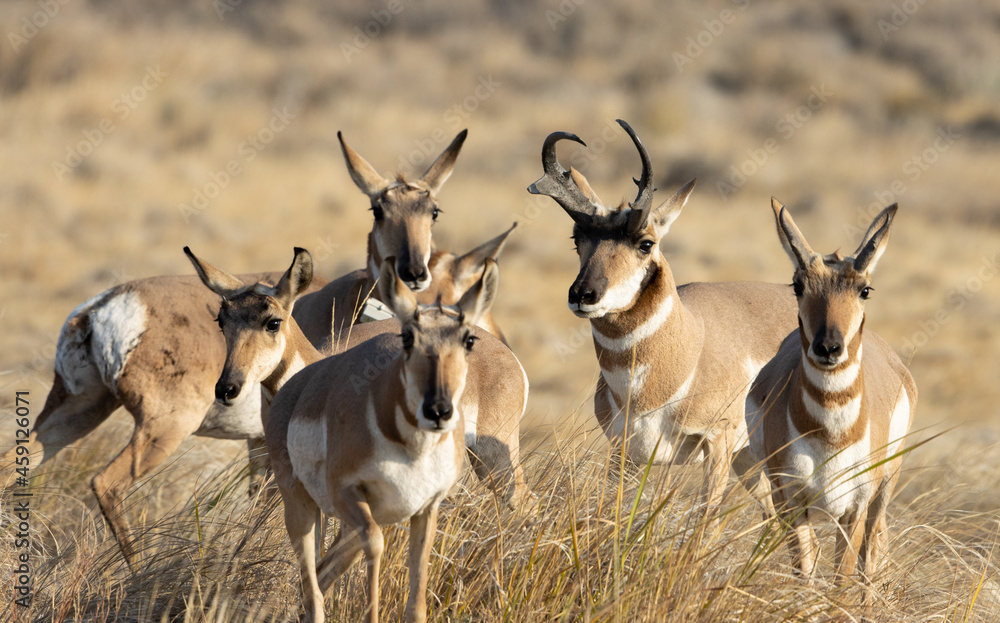 pronghorn, antelope, herd