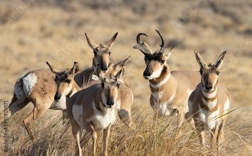 Obraz na płótnie pronghorn, antelope, herd w salonie