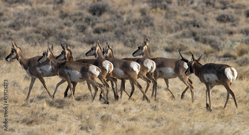 Fotografie, Obraz pronghorn, antelope, herd