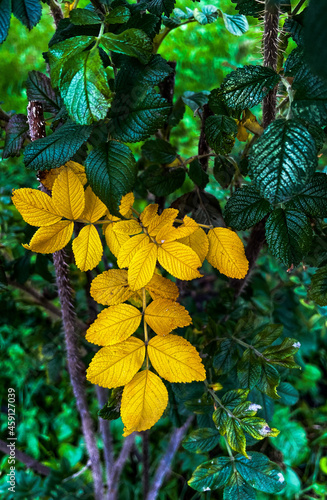 autumn leaves in the forest