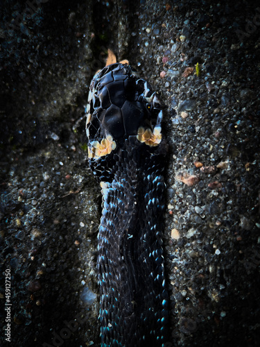 Snake © Leo Palazhevets