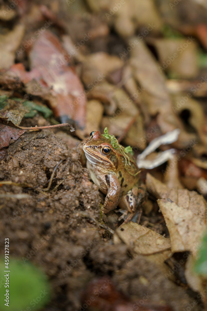 Fototapeta premium A frog on the ground