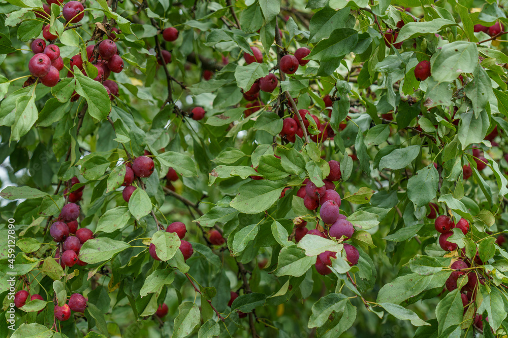 Ripe red apples on the branches Ripe red apples on the branches