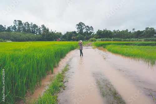 Farmer sitting in flooded walkway on rice field 