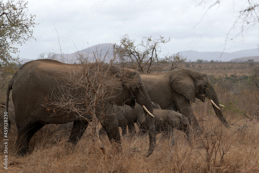 Fototapeta premium Elephant in Kruger National Park