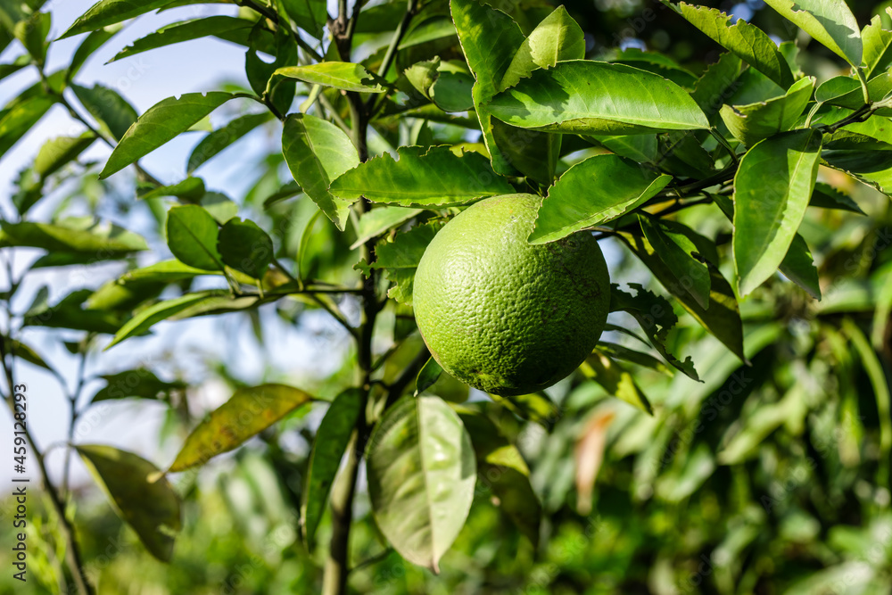 Fresh raw orange fruit close up shot in the garden with selective focus