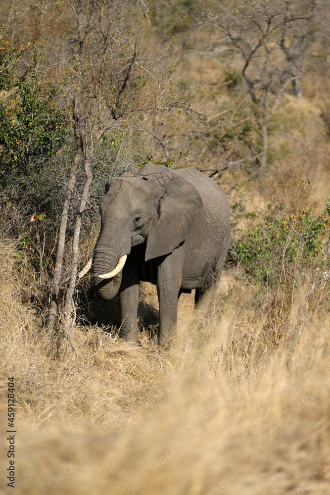 Elephant in Kruger National Park Elephant in Kruger National Park