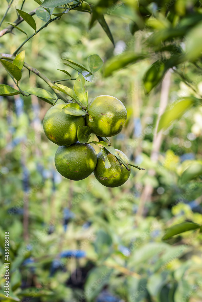 A bunch of fresh organic green orange hanging in the garden A bunch of fresh organic green orange hanging in the garden