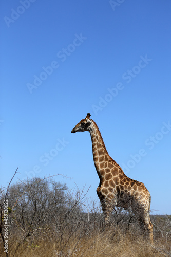 Giraffe in Kruger National Park © WYNAND