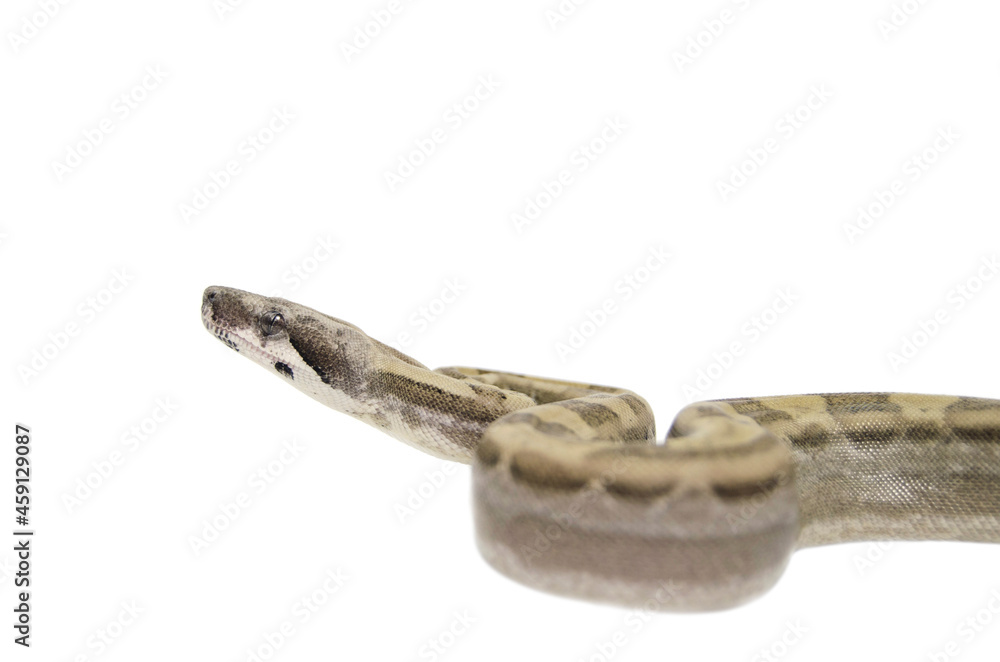 Boa Imperator on white background Boa Imperator on white background