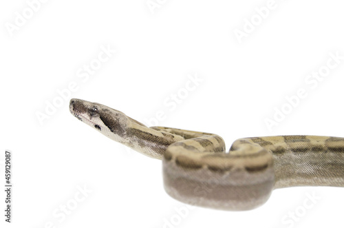 Boa Imperator on white background