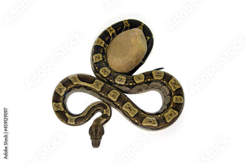 Boa Imperator on white background